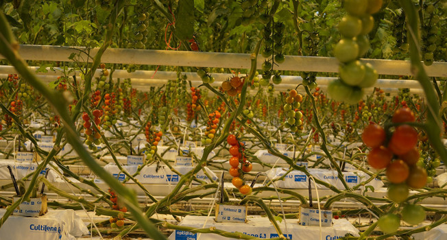 Модель для сборки фото