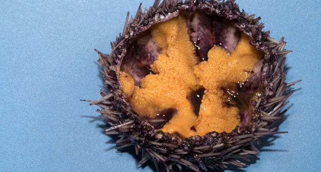 Морской еж фото