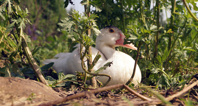 На птичьих травах фото