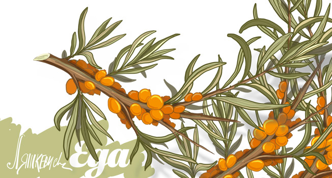 Облепиха фото