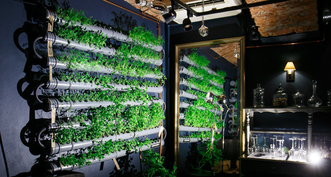 Огород на подоконнике фото