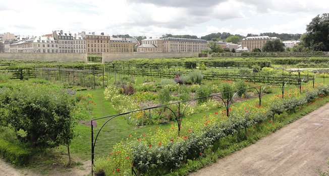 Огород солнца фото