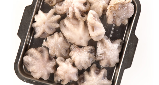 Осьминог фото