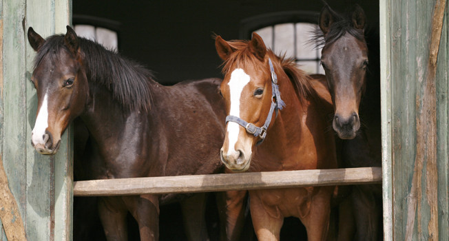 Реплика Семеляка. Пора гнедых фото