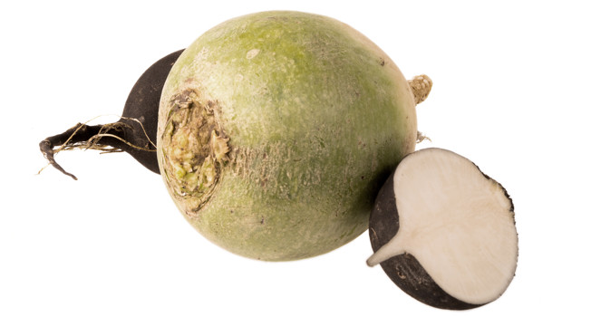 Редька фото