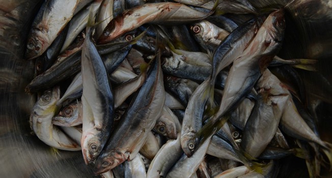 Ставрида фото