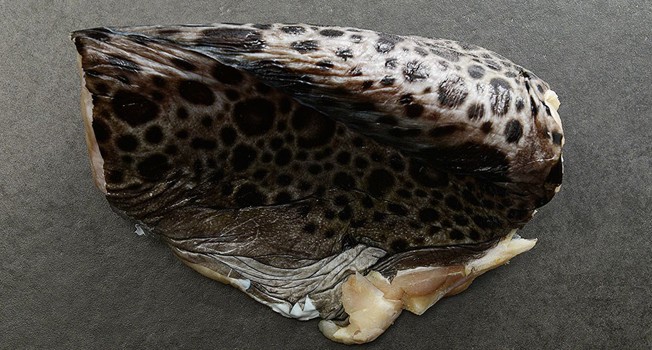 Зубатка фото