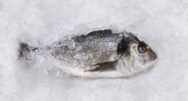 Рыба замороженная и охлажденная — какая полезнее? фото