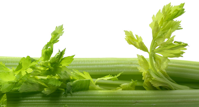 Сельдерей фото