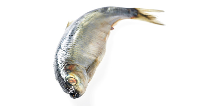 Селедка фото