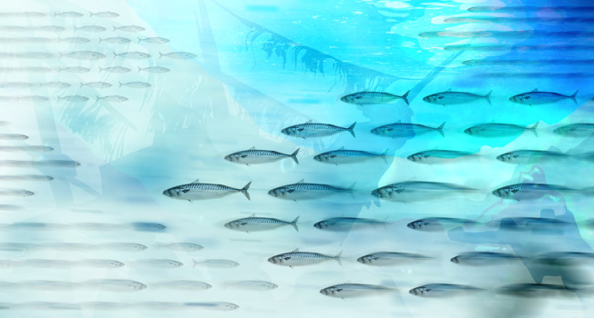 Скумбрия: идеи от шефов фото