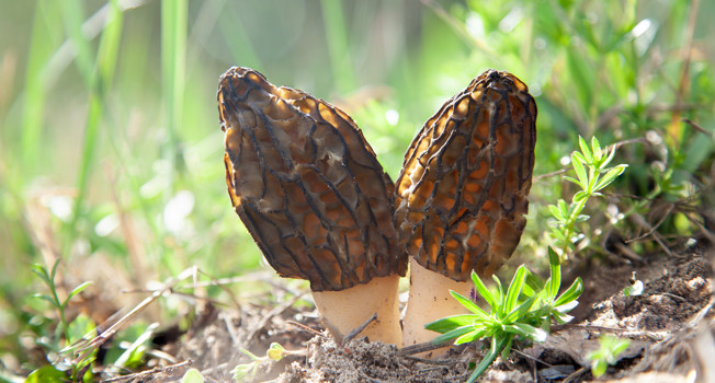 Сморчки фото