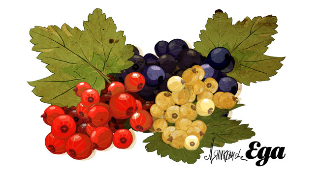 Смородина фото