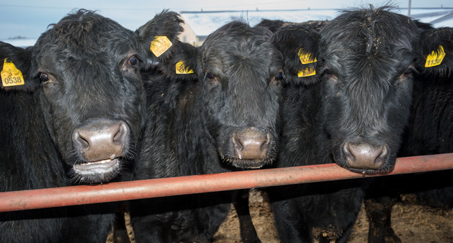 Современная идиллия фото