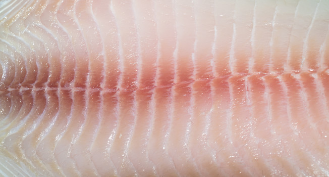 Тиляпия фото