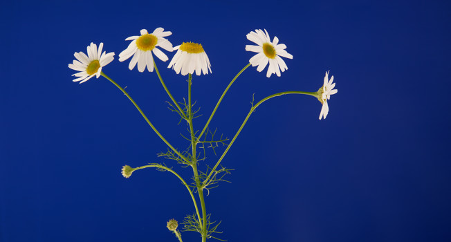 Травы для чая фото