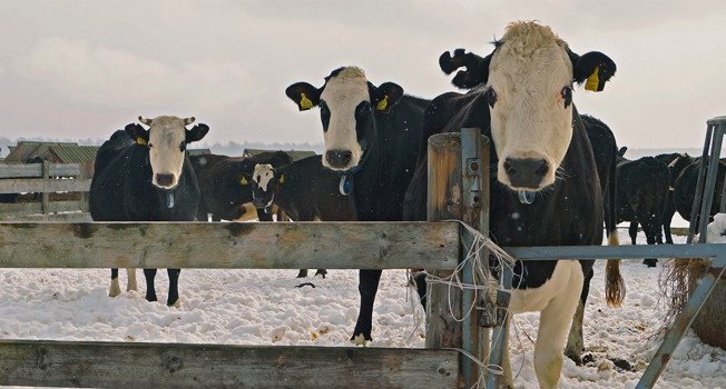 «Углече Поле» фото