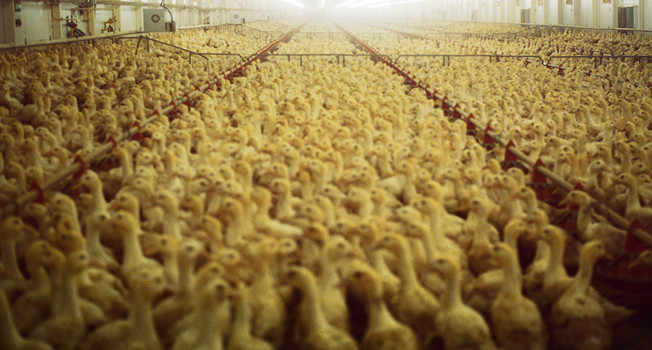 Утиные истории фото