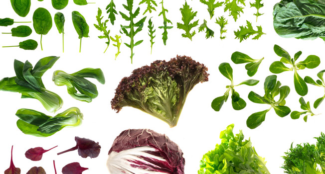 Зеленые листовые салаты фото