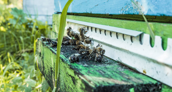 Жизнь пасечника фото