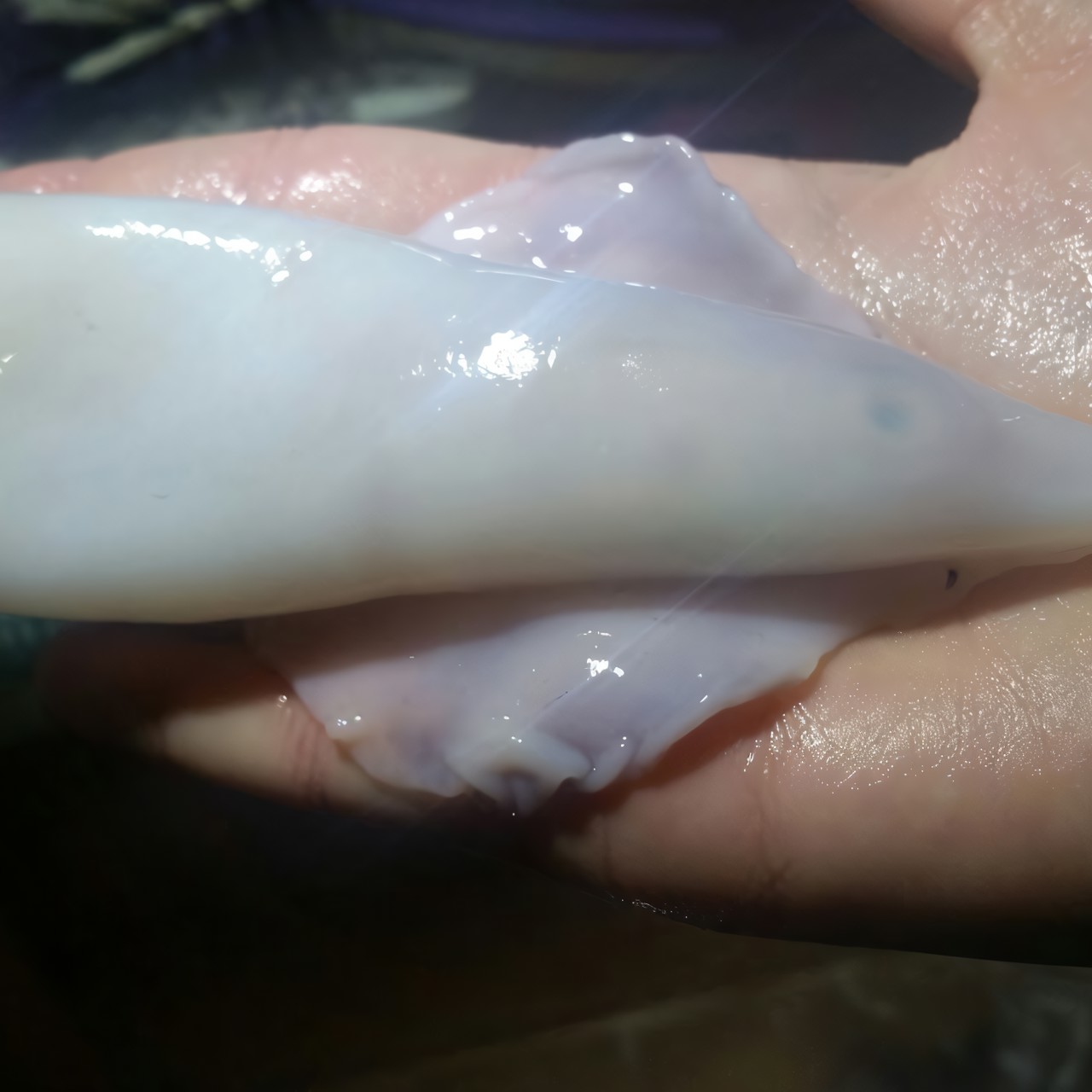 Кальмары тушеные в сливках с овощами