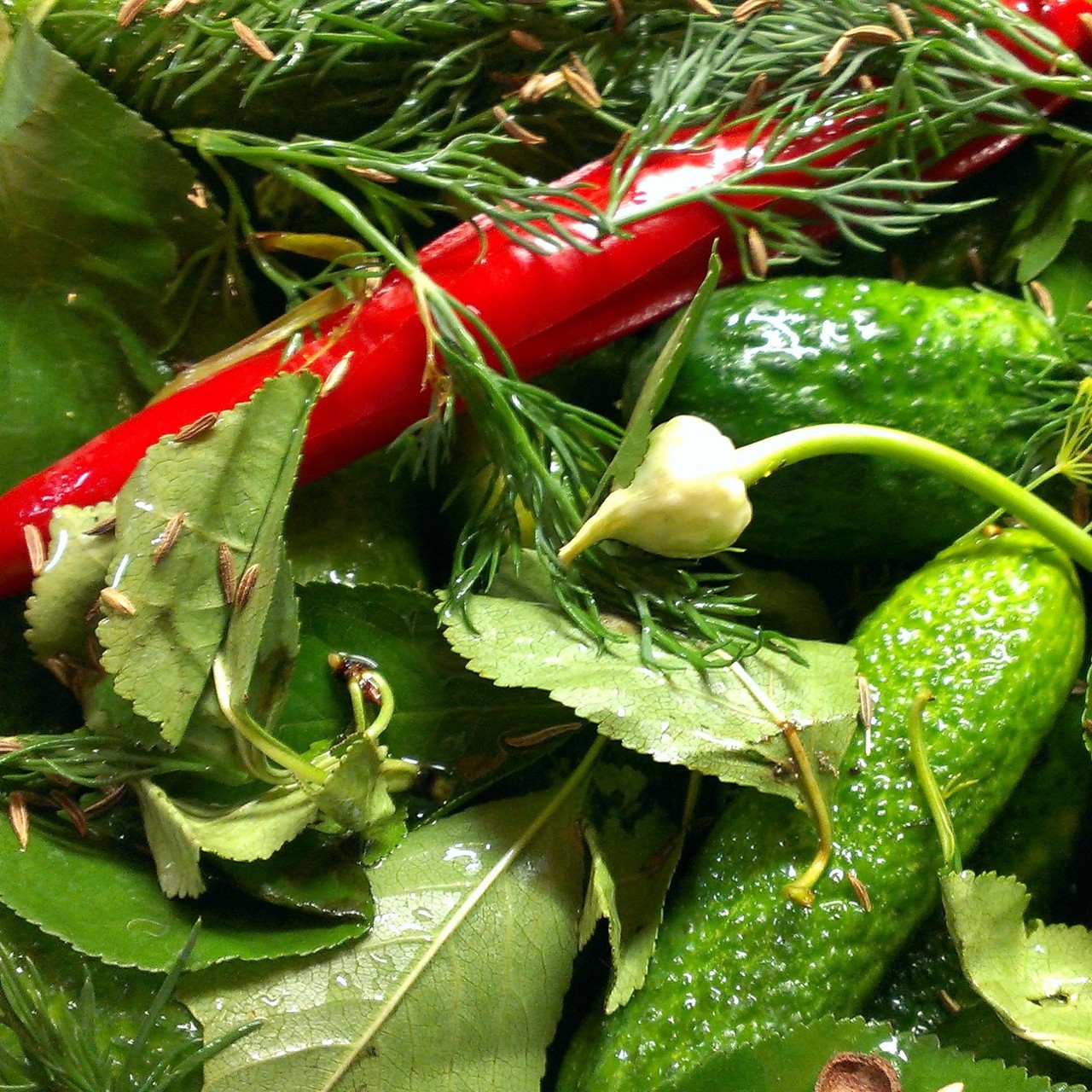 Острые малосольные огурцы на водке