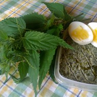 Масло крапивное