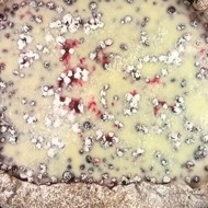 Пирог из готового дрожжевого теста с брусникой и сметаной