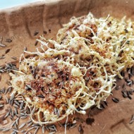 Сырные чипсы по-кавказски