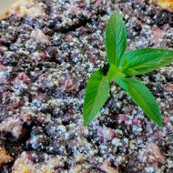 Творожная запеканка со смородиной