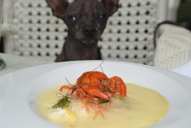 «Лобстер» в кефирном соусе