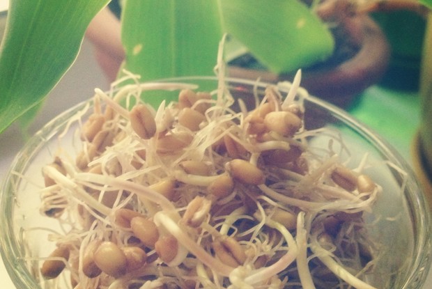 Напиток из проростков пшеницы (Реджвелак)