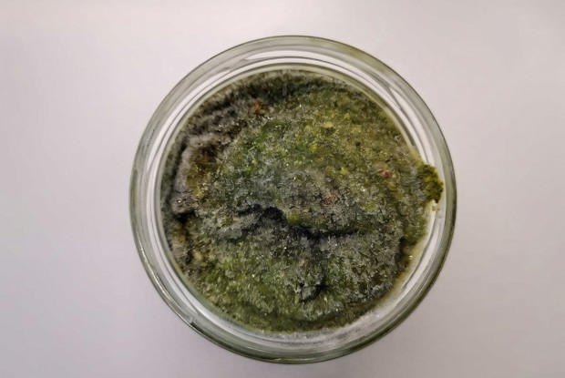 Песто из листьев кейла и орехов