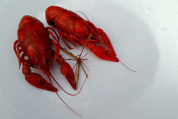 Раки сливочные