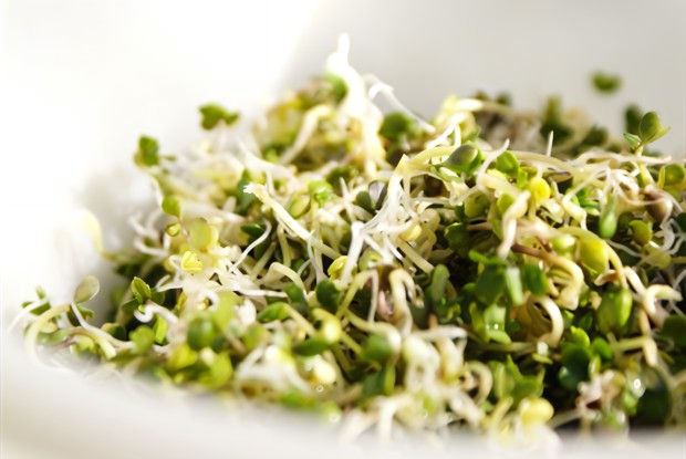 Салат из чечевичных проростков