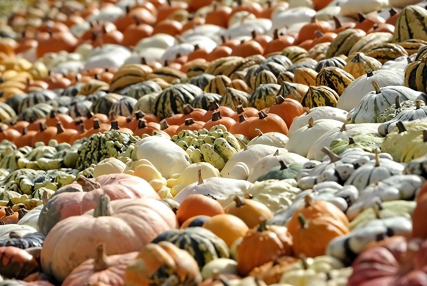 Тыквенный суп-пюре на овощном бульоне с карри