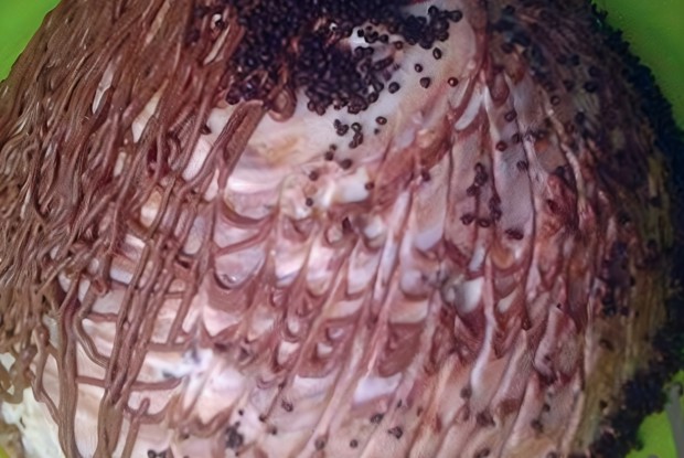 Торт «Санчо» коффейный с шоколадом