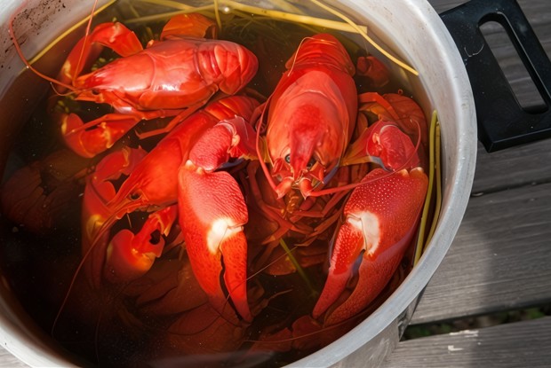 Вареные раки по-польски