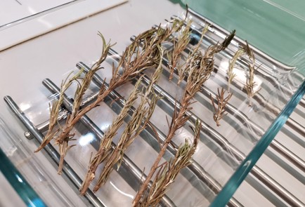 Фото шага рецепта Ароматная утиная грудка с розмарином и помидорами 140866 шаг 6