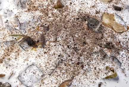 Фото шага рецепта Азу с телячьей печенью в сливках 153090 шаг 12  