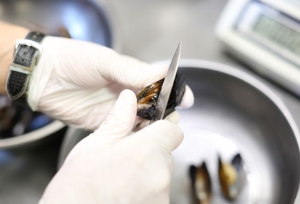 Фото шага рецепта Бельгийские мидии в белом вине 138700 шаг 1  