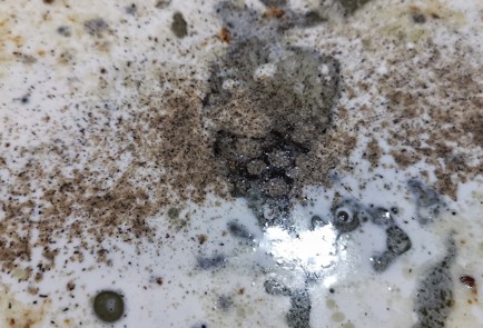 Фото шага рецепта Брокколи в сливочносырном соусе 152333 шаг 2