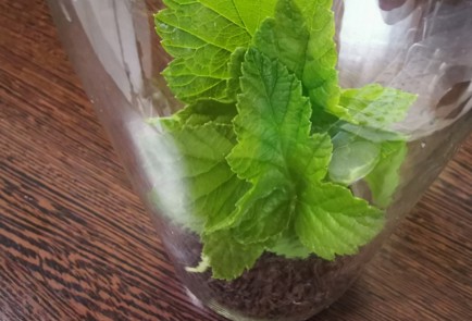 Фото шага рецепта Чай с клубникой 189718 шаг 5  