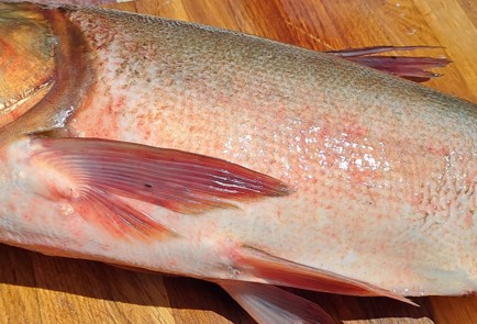 Фото шага рецепта Домашние рыбные консервы в автоклаве 187039 шаг 1