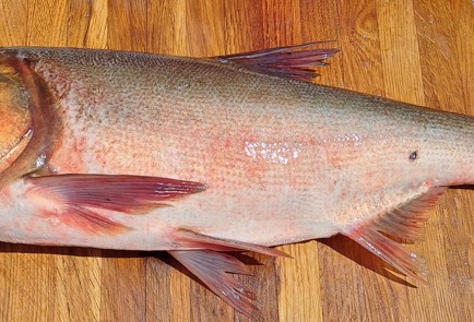 Фото шага рецепта Домашние рыбные консервы в автоклаве 187039 шаг 3