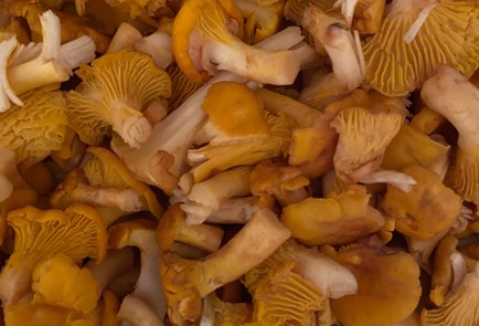 Фото шага рецепта Жареная картошка с лисичками 151353 шаг 1