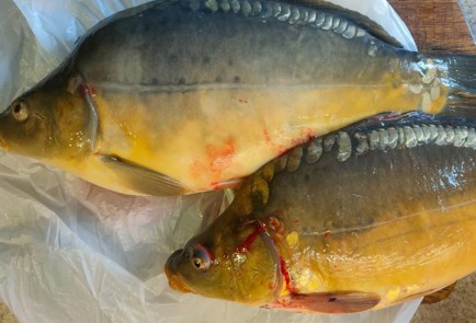 Фото шага рецепта Карп запеченный в духовке 191303 шаг 1  