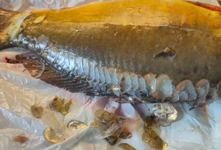 Фото шага рецепта Карп запеченный в духовке 191303 шаг 3  