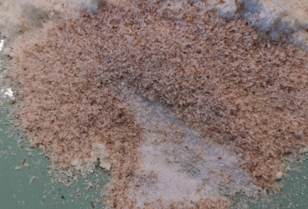 Фото шага рецепта Кетолепешки 151994 шаг 3  