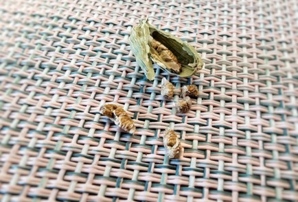 Фото шага рецепта Кофе повосточному 140035 шаг 10  